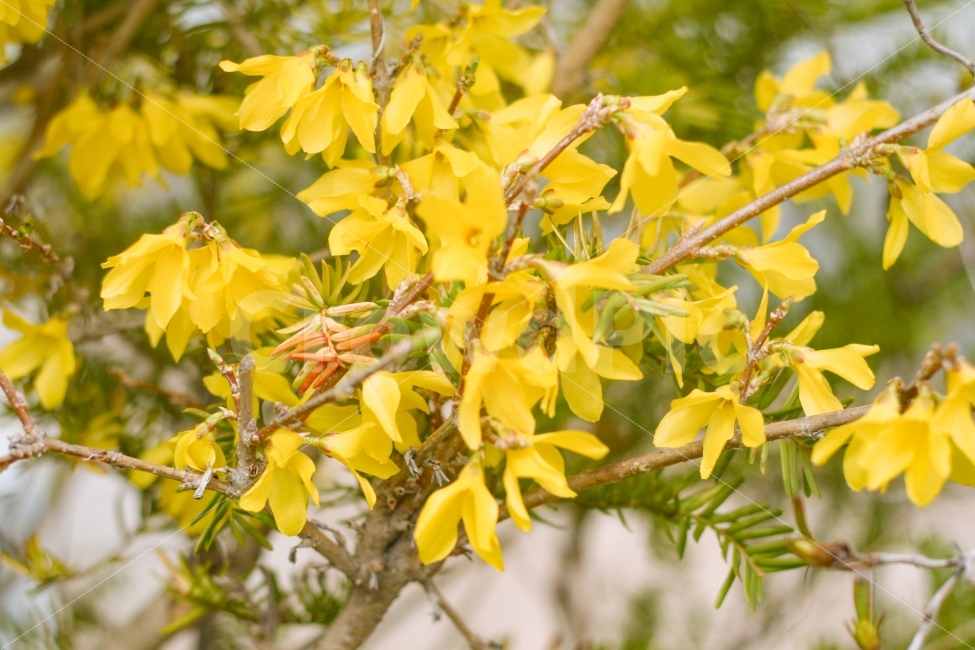 개나리,꽃,식물,나무,봄,봄,계절,spring,season,식물,자연,plants,nature,꽃,flower,leaf,잎,plant,tree