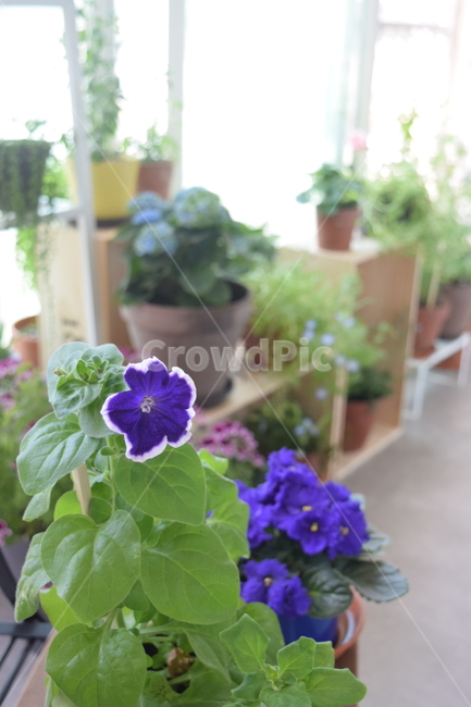 보라꽃,파란꽃,화분,베란다,베란다정원,꽃,plant,바이올렛,flower,식물,자연,plants,nature