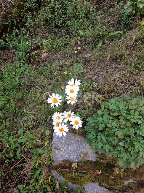 배경,구절초,plant,식물,flower,꽃,blossom,식물,자연,plants,nature