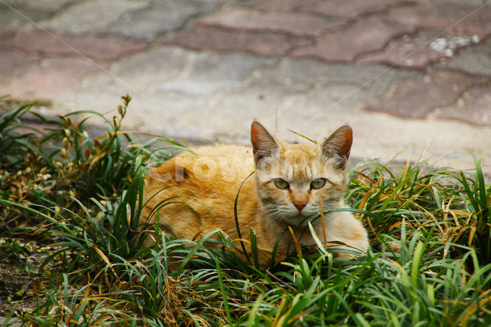 고양이,야옹이,개냥이,길냥이,동물,동물,animal,포유류,mammal,고양이,cat,kitten,kitty