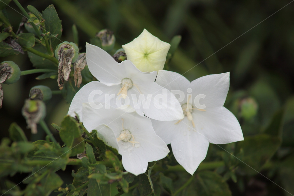도라지,꽃,도라지꽃,길경채,balloonflower