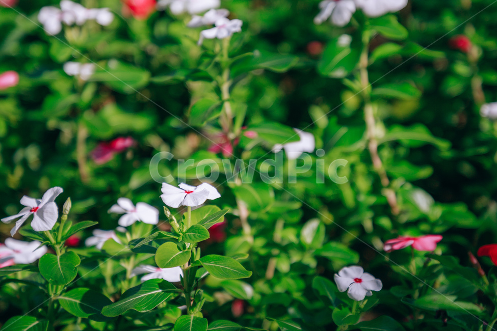 자연,식물,꽃,일일초,초록,flower,식물,자연,plants,nature,꽃,flower