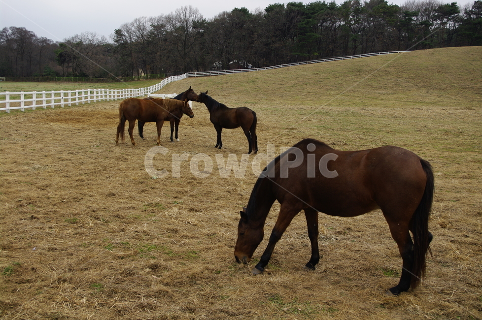 말,목장,종마,동물,울타리,동물,animal,포유류,mammal,산업,industry,industrial,목축업,목장,livestock farming,ranching,pasture