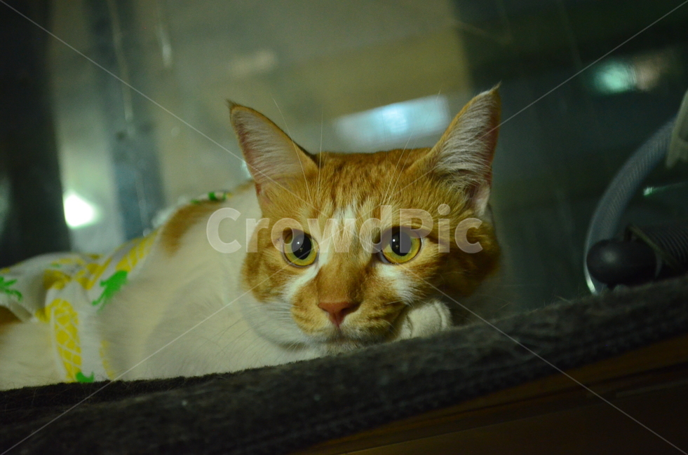pet,animal,고양이,cat,동물,반려동물