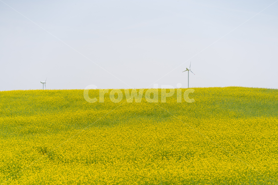 plant,식물,잔디,하늘,풍경,자연,natureal,sky,유채꽃,들판,봄,계절,spring,season,자연,풍경,nature,landscape