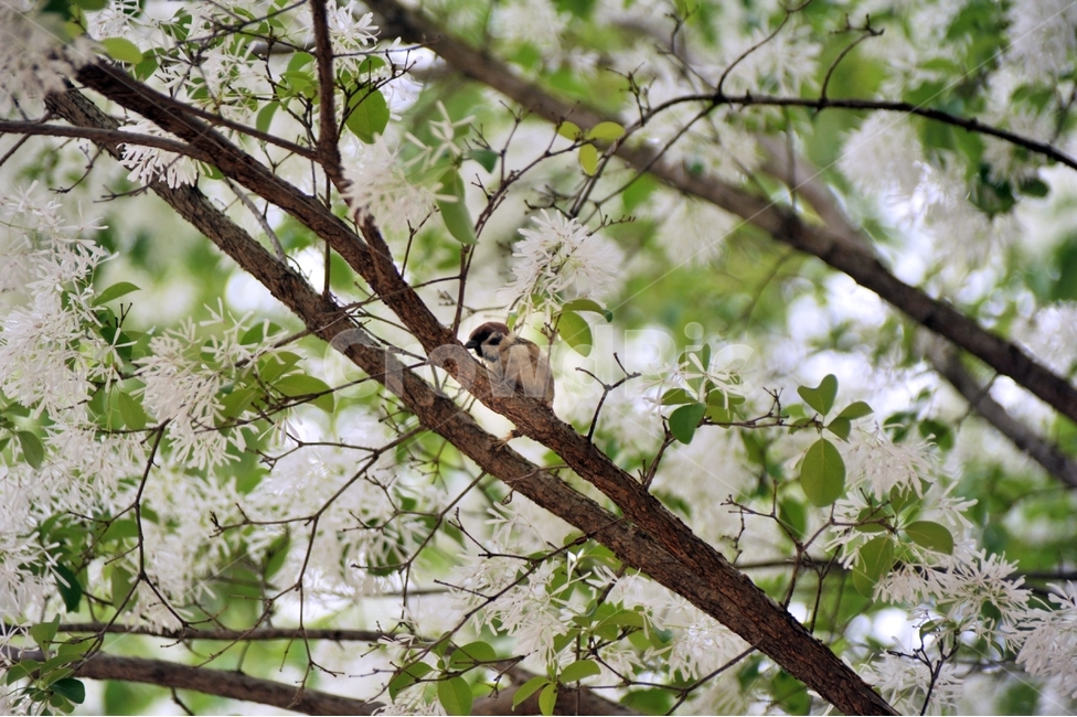 참새,새,텃새,passermontanus,조류,동물,animal,조류,새,birds