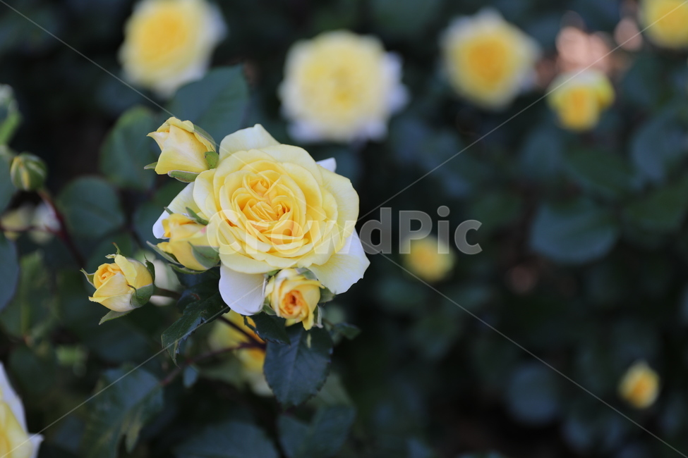 장미,개화,만개,봄,로즈,장미공원,유혹,식물,자연,plants,nature,꽃,flower