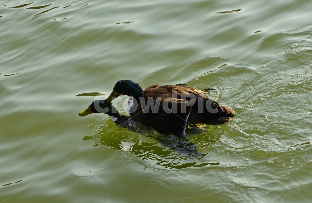 animal,동물,bird,새,duck,오리,mallard,청둥오리,waterfowl,물새,짝짓기,동물,animal,조류,새,birds