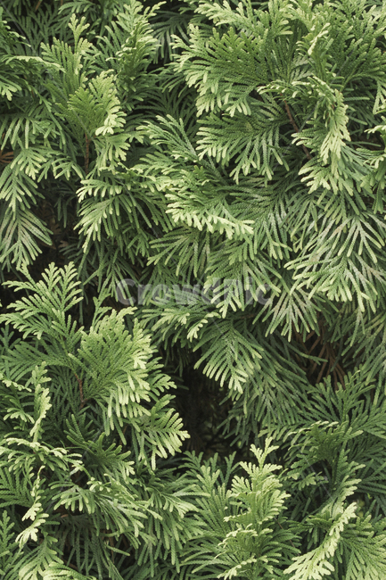 잎,이파리,새싹,나무,싱그러움,계절,질감,texture,plant,식물,tree,conifer,green,leaf,leaftexture,파릇함