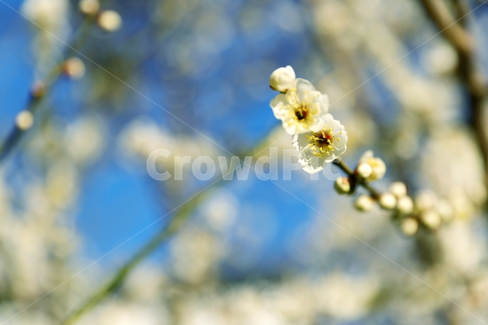 매화,매화꽃,매화나무,꽃망울,봄꽃,봄소식,자연,풍경,봄,식물,자연,plants,nature,꽃,flower
