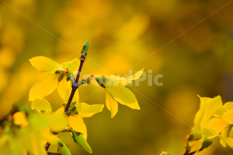 yellow flower,yellow,March,april,shrub,spring flowers,spring,native,affix,season,bokeh of light,macro,close up,flowers,forsythia,closeup,background,plant,bokeh