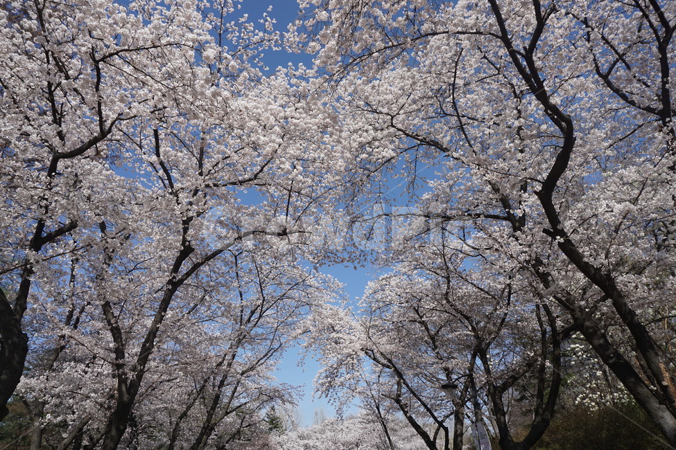 벚꽃,봄,꽃,나무,계절