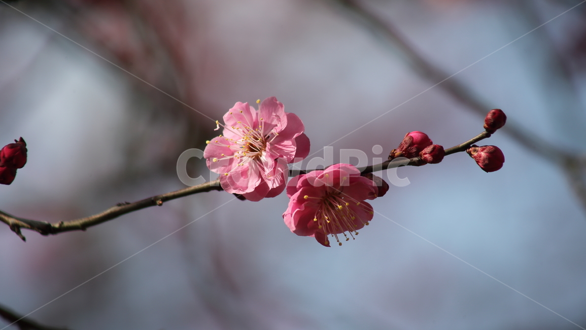 매화,홍매화,식물,japaneseapricot,prunusmume,봄꽃,봄,식물,자연,plants,nature,꽃,flower