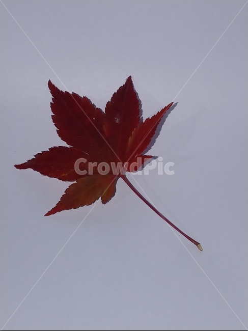 가을,단풍,나뭇잎,단풍잎,낙엽,잎,leaf,식물,나무,가을,계절,fall,autumn,season,plant,tree