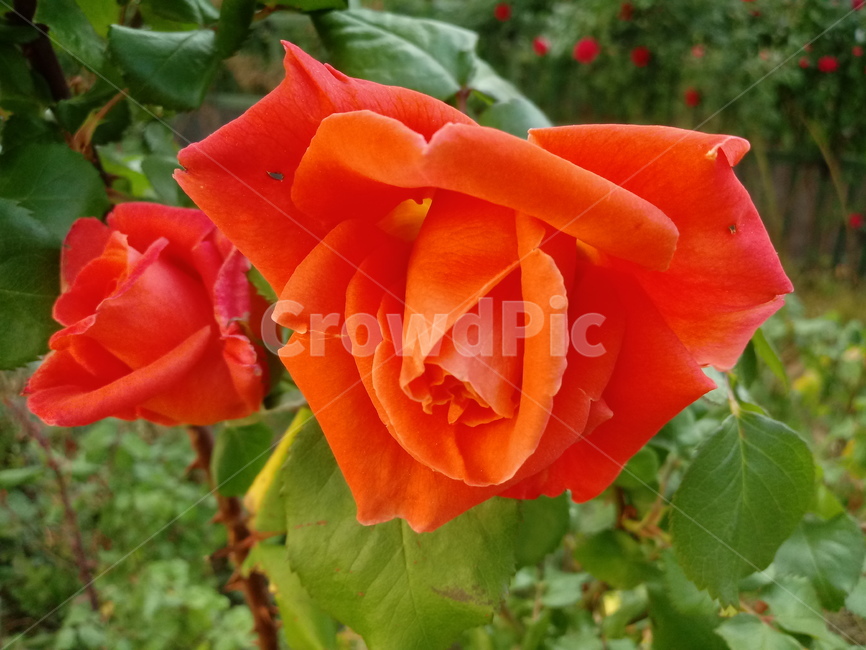 장미,장미꽃,플라워,식물,flower,로즈,꽃