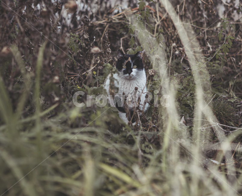 고양이,길고양이,숲,숲길,숲속,야생고양이,길냥이,동물,동물,animal,포유류,mammal,고양이,cat,kitten,kitty