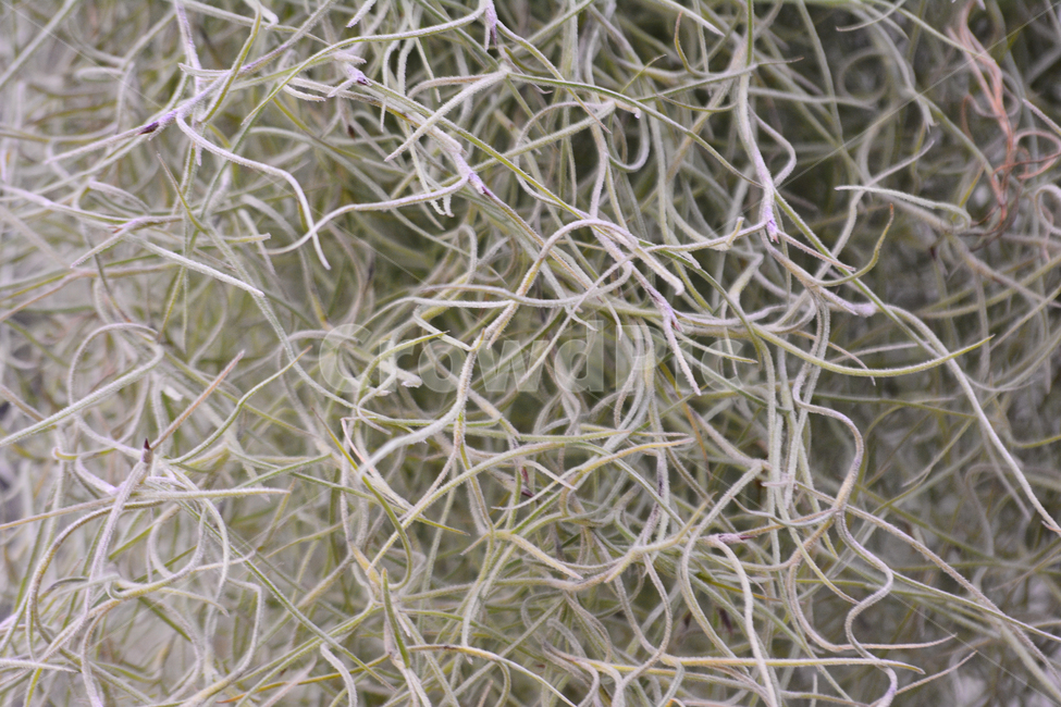 텍스쳐,식물,패턴,나무,바탕,빈티지,배경,나뭇결,백그라운드,질감,표면,texture,background,pattern,vintage,무늬,식물,자연,plants,nature