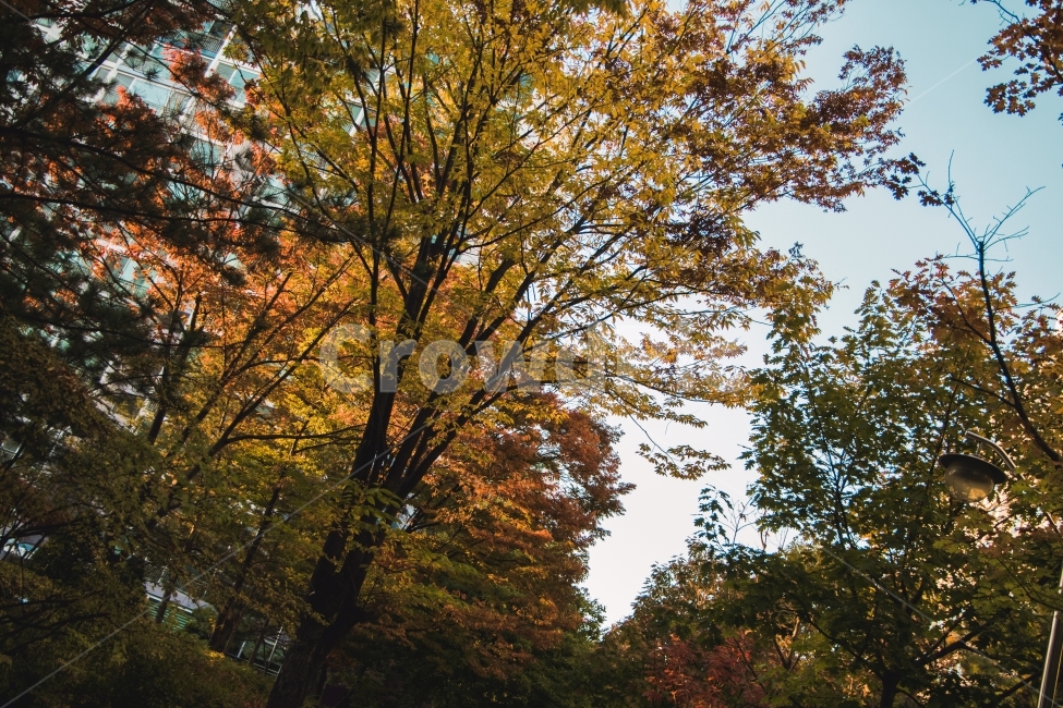 자연,사랑,환상,몽상,가을,가을,계절,fall,autumn,season,식물,자연,plants,nature,나무,trees,wood,tree,plant,tree trunk,나무 줄기
