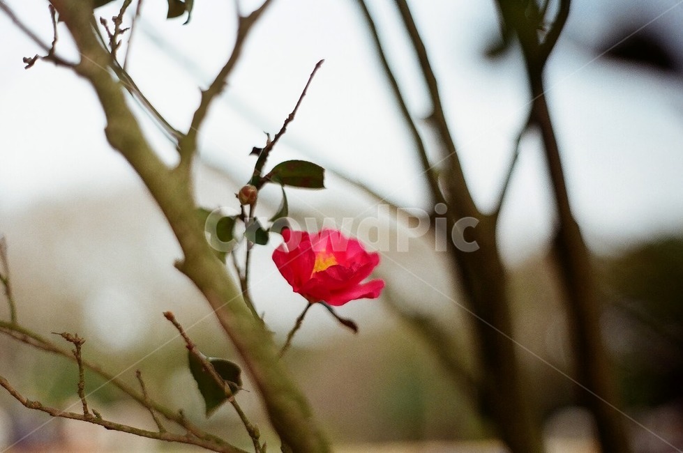 plant,식물,꽃,빨간꽃,flower,동백꽃,동백,camellia,겨울,winter,식물,자연,plants,nature,꽃,flower