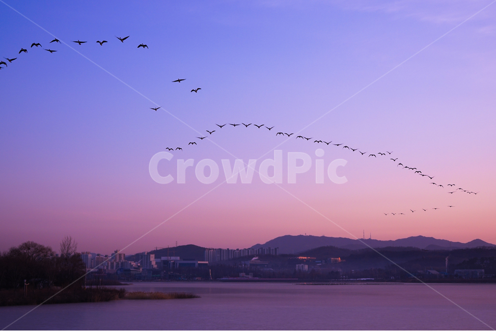 새,조류,동물,겨울철새,철새,이동,비행,새벽,여명,하늘,도시,풍경,city,landscape,nature,자연,outdoors,옥외,bird,animal