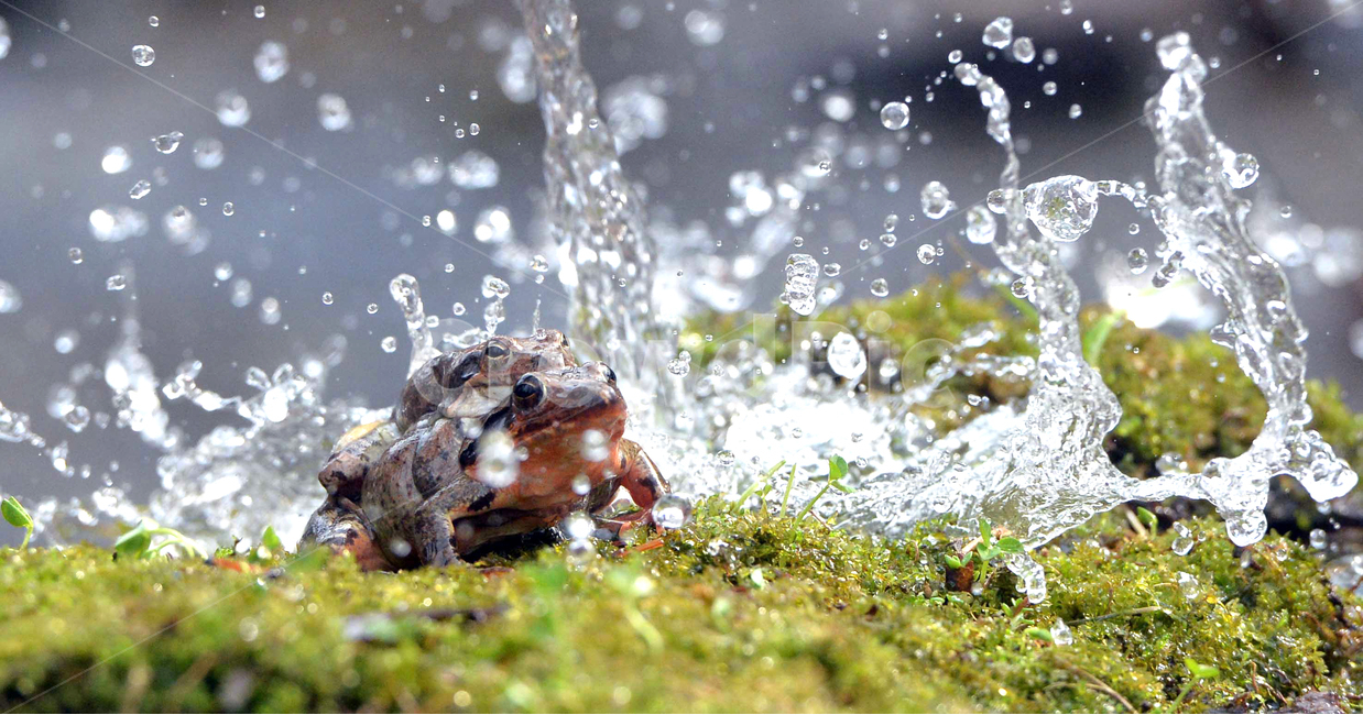 개구리,봄,frog,물줄기,stream,watercourse,sprong,봄,계절,spring,season,동물,animal,파충류,양서류,reptile,amphibian,wildlife,야생 동물,수륙 양용 비행기,toad,두꺼비