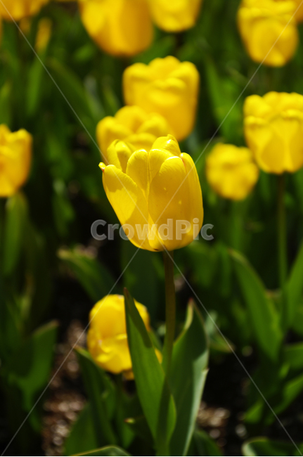 튤립,식물,plant,자연,nature,꽃,flower,계절,봄,spring,식물,자연,plants,nature,꽃,flower