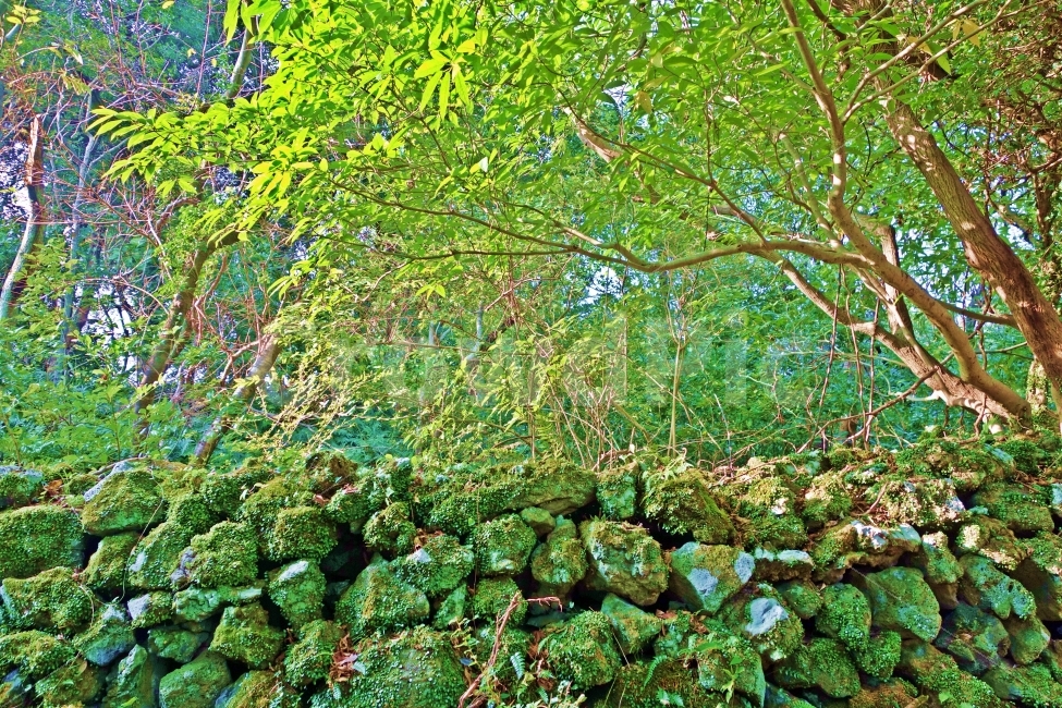 제주도,화순곶자왈,생태숲,나무,돌담,용암,숲,덩굴,제주,제주여행,여행,자연,풍경,화순,곶자왈,생태탐방로,제주도,jeju,jeju island,식물,자연,plants,nature,나무,trees,wood,plant