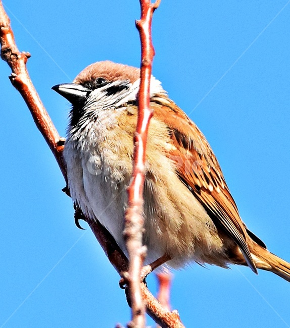 bird,새,animal,동물,참새,동물,animal,조류,새,birds
