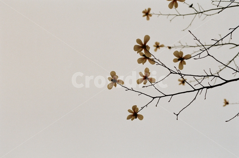 봄,봄꽃,개나리,수채화,필름사진,꽃나무,봄,계절,spring,season,식물,자연,plants,nature,꽃,flower