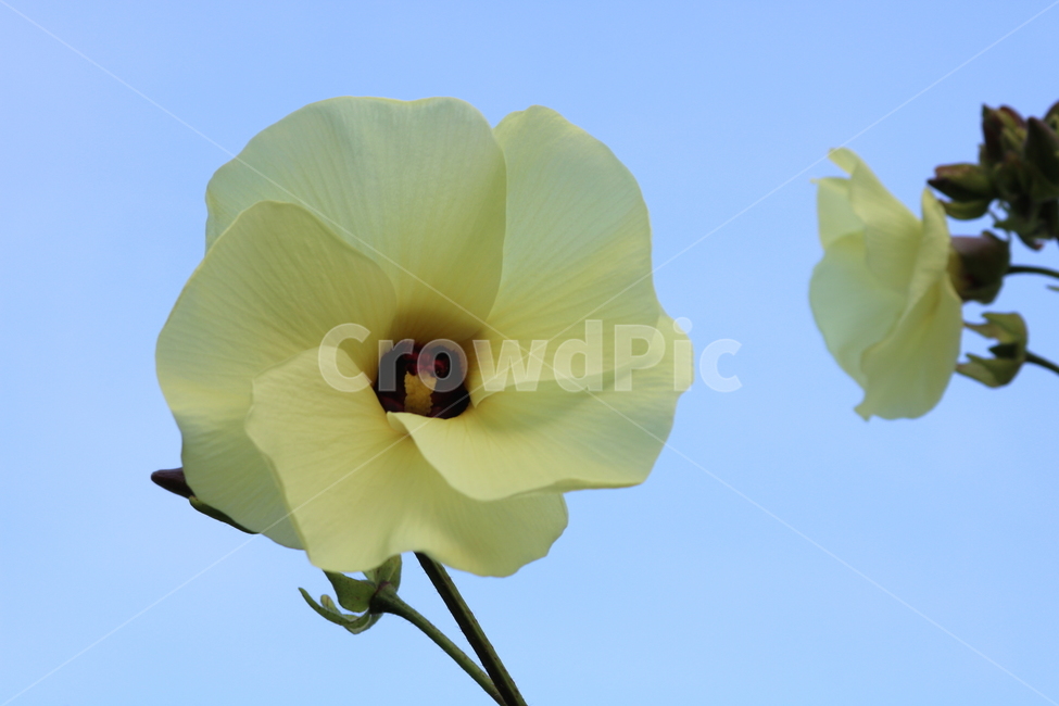 닥풀,꽃,닥풀꽃,식물,자연,황추규,황촉규,아욱과,식물,자연,plants,nature,꽃,flower
