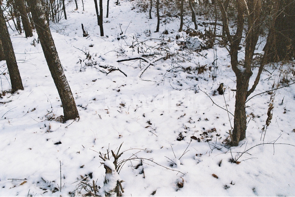 나무,자연,눈,겨울,tree,nature,snow,snowy,winter,산,mountain,forest,삼림지,초목,숲
