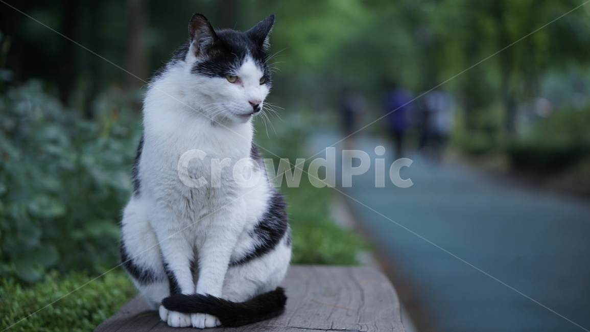 고양이,경계,곁눈질,귀여움,느낌,동물,animal,포유류,mammal,고양이,cat,kitten,kitty