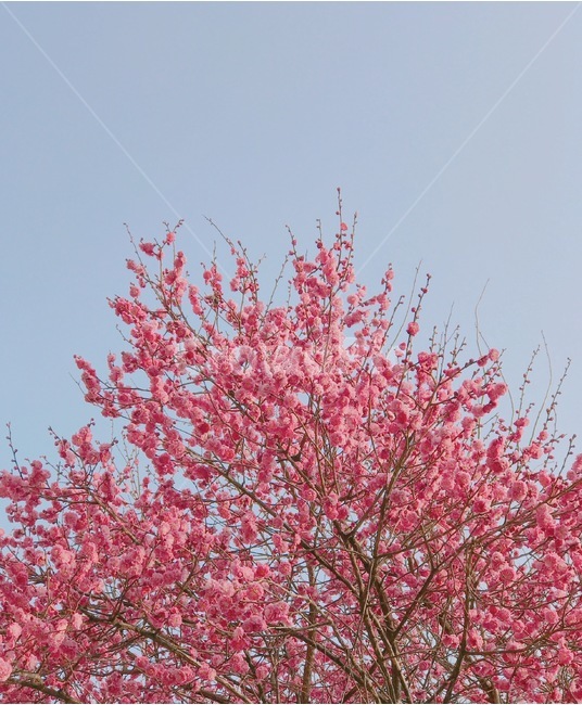 매화꽃,매화,봄,봉은사,flower,spring,nature,korea,풍경,하늘,자연,홍매화,season,감성,감성사진,봄,계절,spring,season,식물,자연,plants,nature,꽃,flower,나무,trees,wood,감성,sensible,feeling,plant