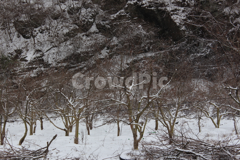 겨울,겨울풍경,눈,분위기,snow,겨울아침,시골풍경,한겨울,snowing,풍경,자연,landscape,계절,색감