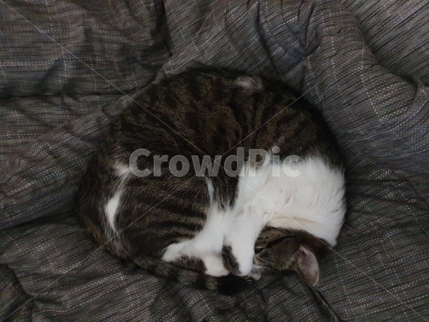 고양이,낮잠,휴식,cat,반려묘,광합성,animal,포유류,mammal,pet,애완동물