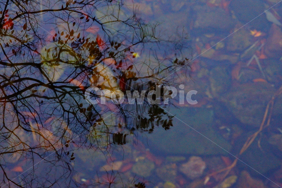 그림자샷,감성샷,나무,단풍,반사,섀도우샷,가을,계절,fall,autumn,season,water,물,outdoors,옥외,nature,자연