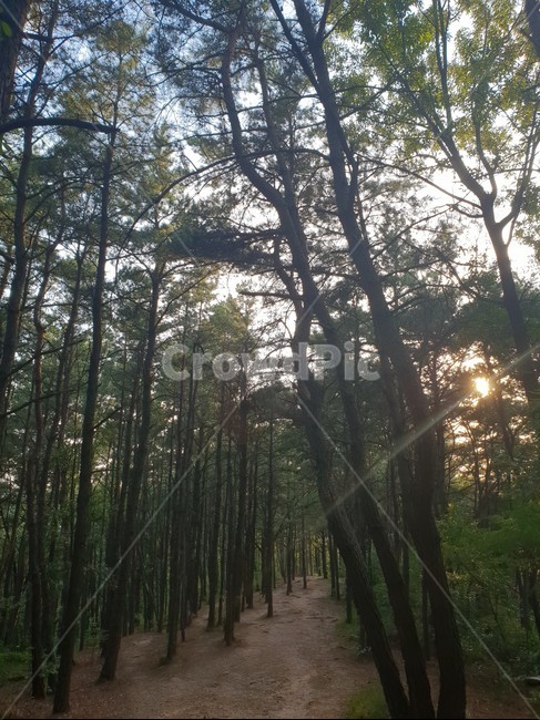 숲속,산,나무,여유,힐링,산책,숲속길,자연,풍경,nature,landscape,flare,플레어,light,빛,plant,식물,tree,vegetation,초목