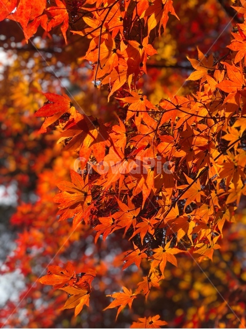 북한산둘레길,단풍,가을,빛,빨간색,가을,계절,fall,autumn,season,plant,식물,leaf,잎,tree,나무,maple