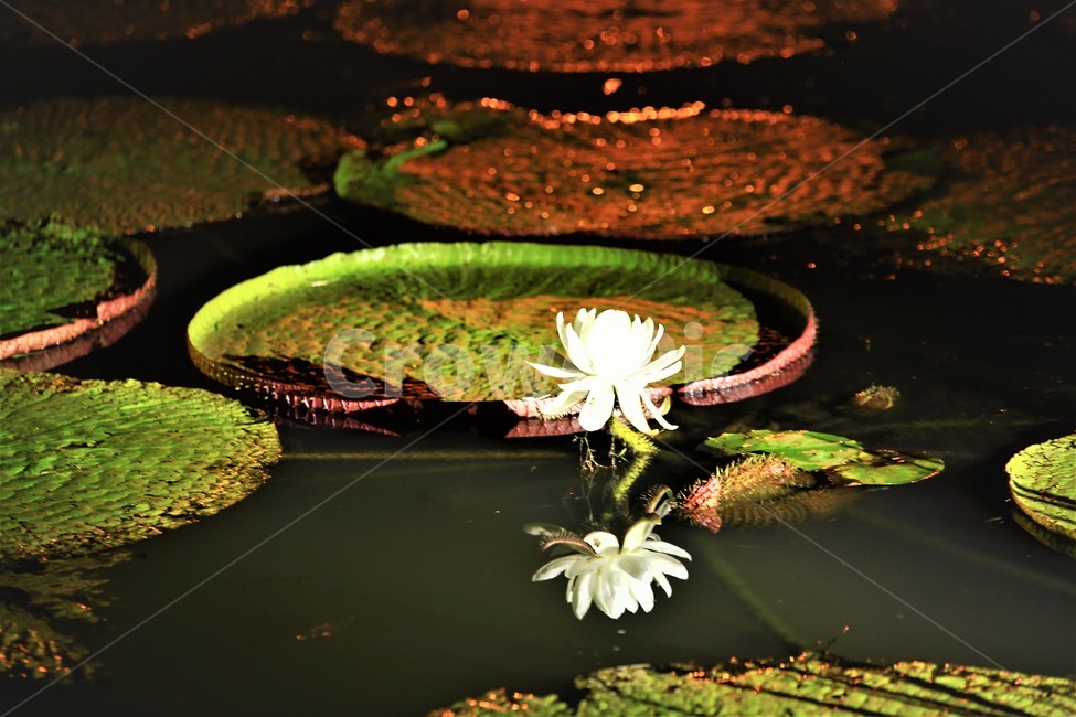 빅토리아,잎,하얀,물,대관식,식물,자연,plants,nature,꽃,flower
