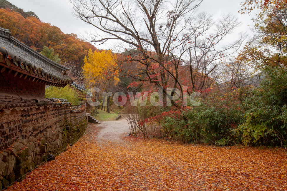 절,종교,가을,낙옆,은행나무,감나무,사찰,한국문화,한국전통,가을,계절,fall,autumn,season,자연,풍경,nature,landscape,한국자연풍경,한국자연경관,korea nature landscape,한국전통,한국문화,korean traditional,korean culture,건축물,건물외관,exterior,building,structure,architecture,construction,plant,식물,tree,나무