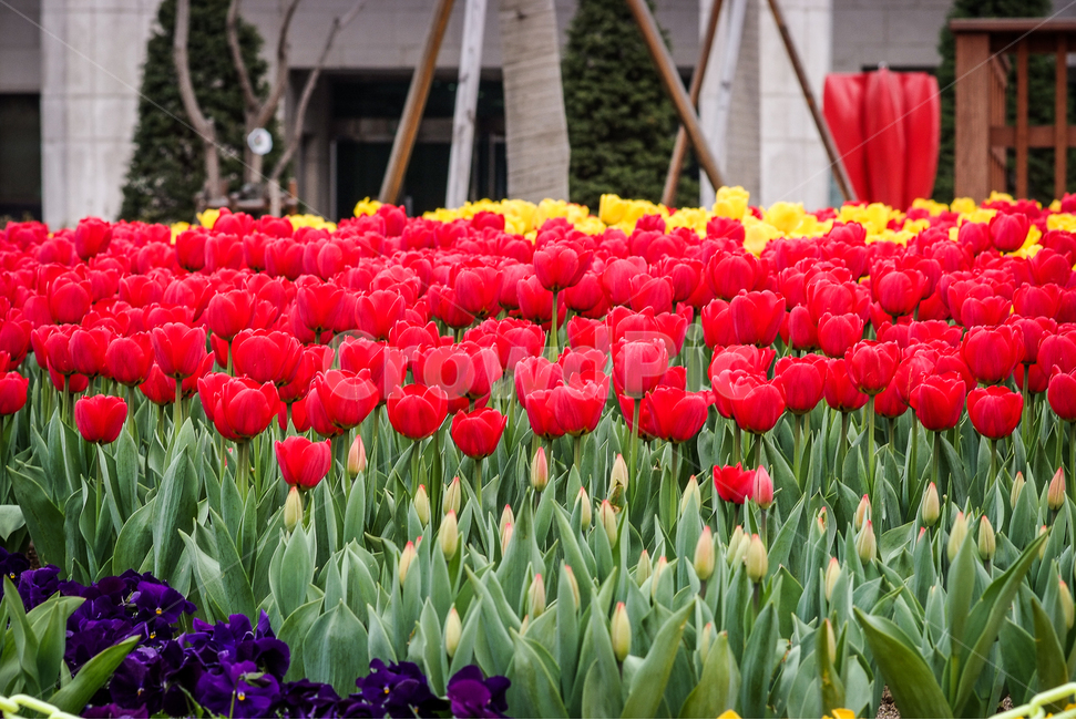 튤립,tulip,꽃,컬러,대비,봄,계절,spring,season,식물,자연,plants,nature,꽃,flower,plant,blossom