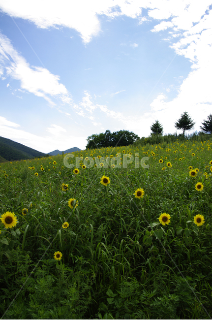 풍경,하늘,구름,꽃밭,해바라기,꽃,flower,식물,plant,자연,풍경,nature,landscape,outdoors,옥외,grassland,목초지,field,들