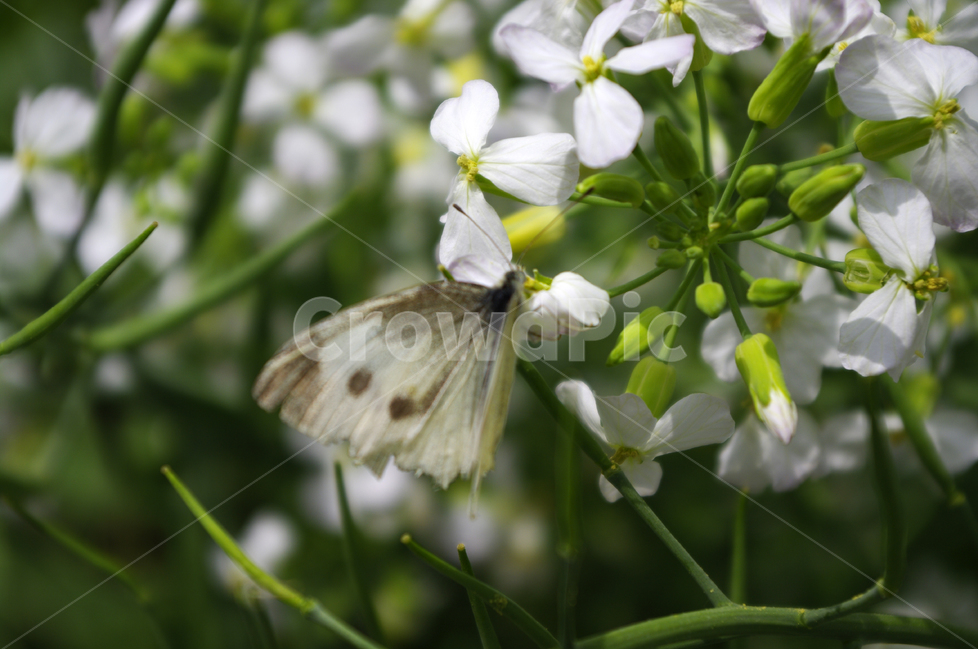 꽃,꽃밭,나비,곤충,bug,betterfly,wing,flower,동물,animal,곤충,벌레,insect,bug