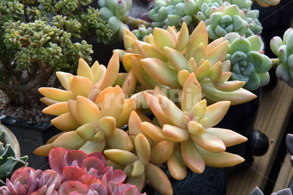 다육이,다육,다육식물,화분,식물,화초,배경,자연,plants,취미,그린,환경,키우기,아름다운,화려한,생명,생활,background,식물,자연,plants,nature