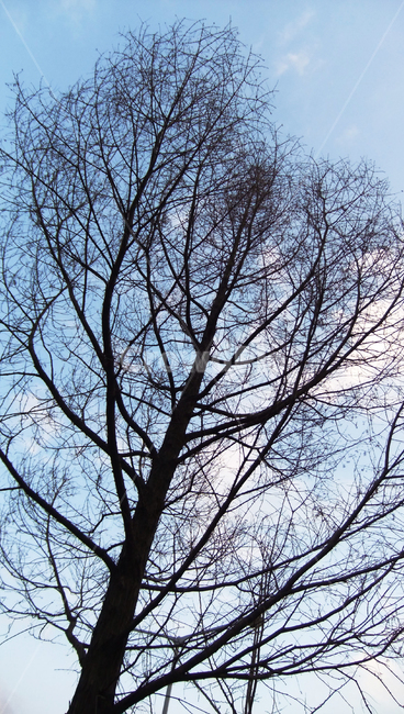 식물,tree,나무,treetrunk,겨울,실루엣,추위,하늘,sky,cold,branch,park,silhouette,nature,나무줄기,plant