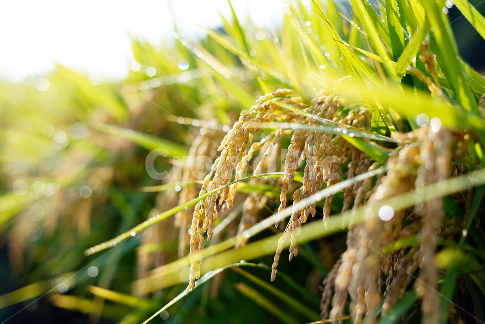 벼,벼농사,논,쌀,벼재배,곡식,농업,농사,agriculture,farming,farming industry
