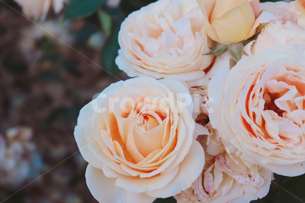 꽃,플라워,아웃포커싱,식물,베이지꽃,꽃,flower