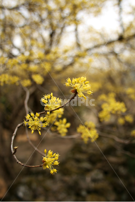 봄,산수유,봄꽃,노란색,꽃,spring,flower,봄,계절,spring,season,식물,자연,plants,nature,꽃,flower,plant