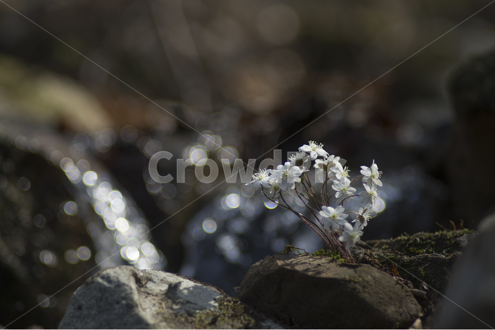 spring flowers,new spring,bokeh,hepatica,white hepatica