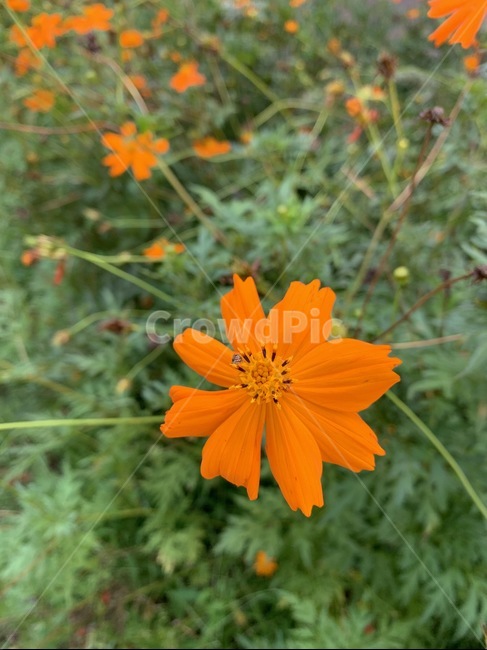 꽃,가을,flower,코스모스,황화코스모스,식물,plant,식물,자연,plants,nature,꽃,flower